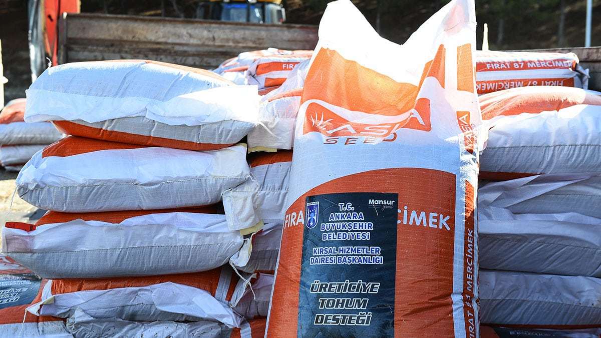 Mansur Yavaş, kırsal kalkınmayı geliştirmek ve yerli üretimi artırmak amacıyla ilk kez Başkentli çiftçilere kırmızı mercimek tohumu desteği sağladı.