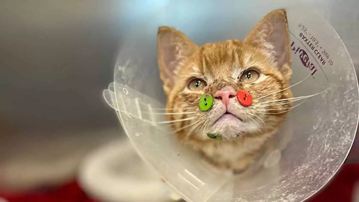 Yüzü parçalanmış kedi düğmelerle tedavi edildi