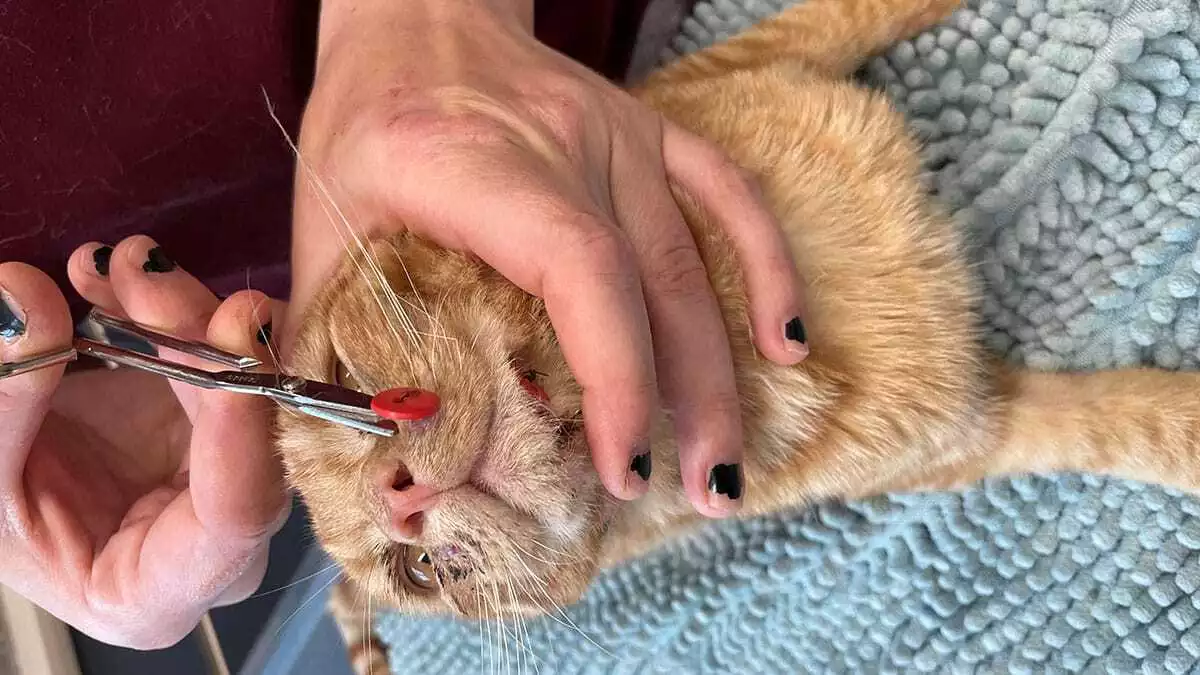 7 aylık yavru kedi juicebox, ailenin köpeği tarafından saldırıya uğradı, yüzü parçalanmış kedi düğmelerle tedavi edildi.