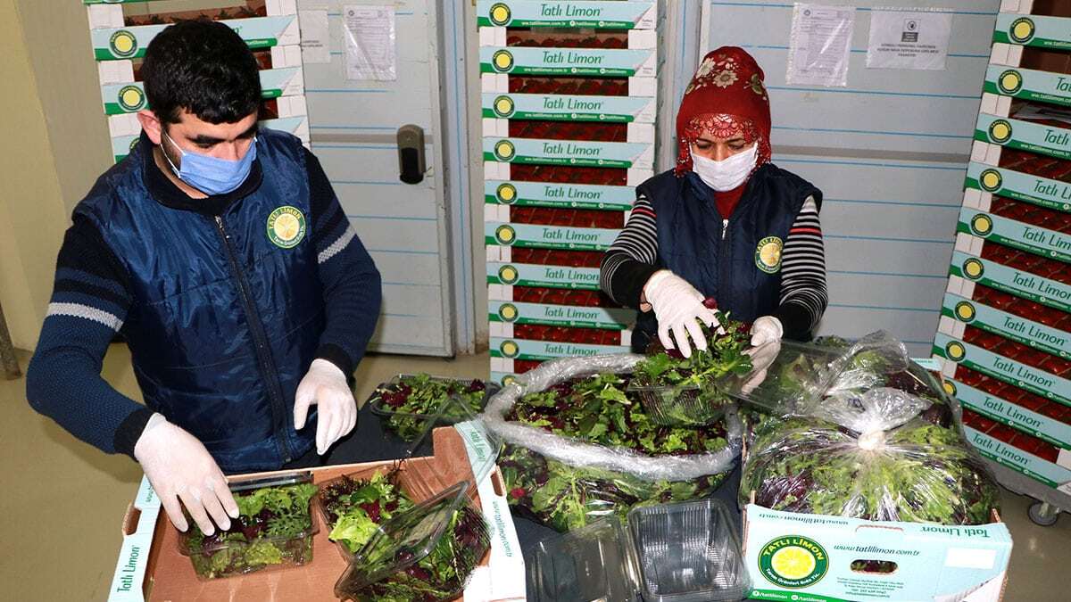 Adana’dan Dubai’ye 'Mascolin Salata' ihracatı