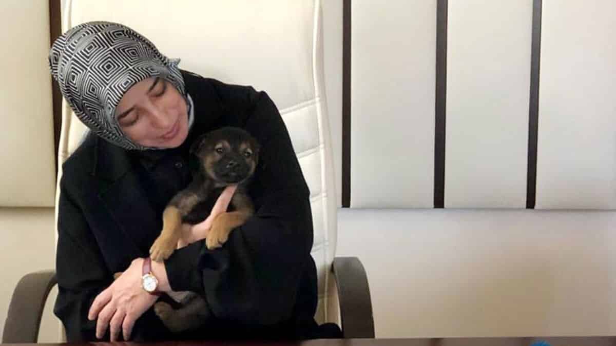 Hayvan hakları yasa teklifi 2 hafta içinde Meclis'te  