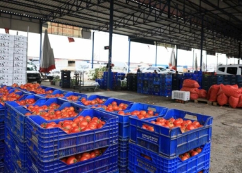 Dünyaya 850 bin ton meyve ve sebze ihracatı