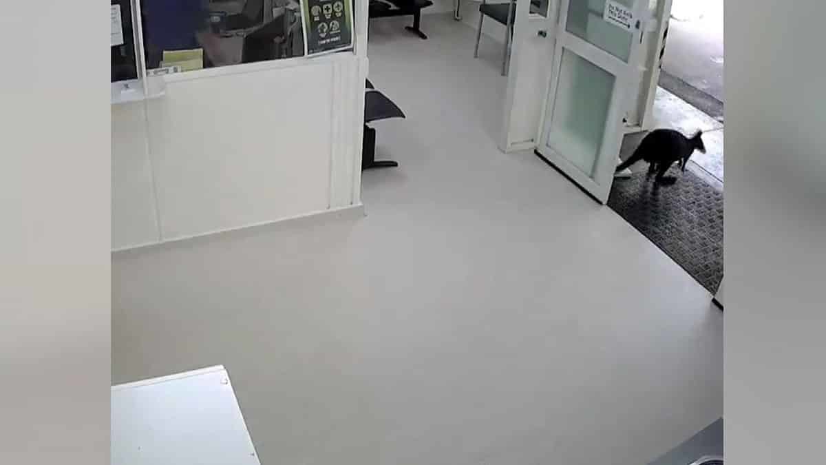Hasta bekleme salonunu gezen kanguru, daha sonra dışarı çıkmayı başardı. O anlar güvenlik kamerasına yansıdı.
