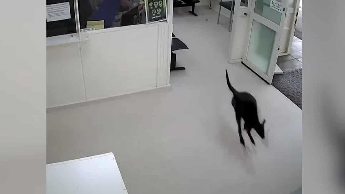 Yolunu kaybeden kanguru hastaneye girdi