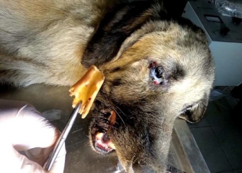 Sokak köpeğinin boğazına kemik saplandı