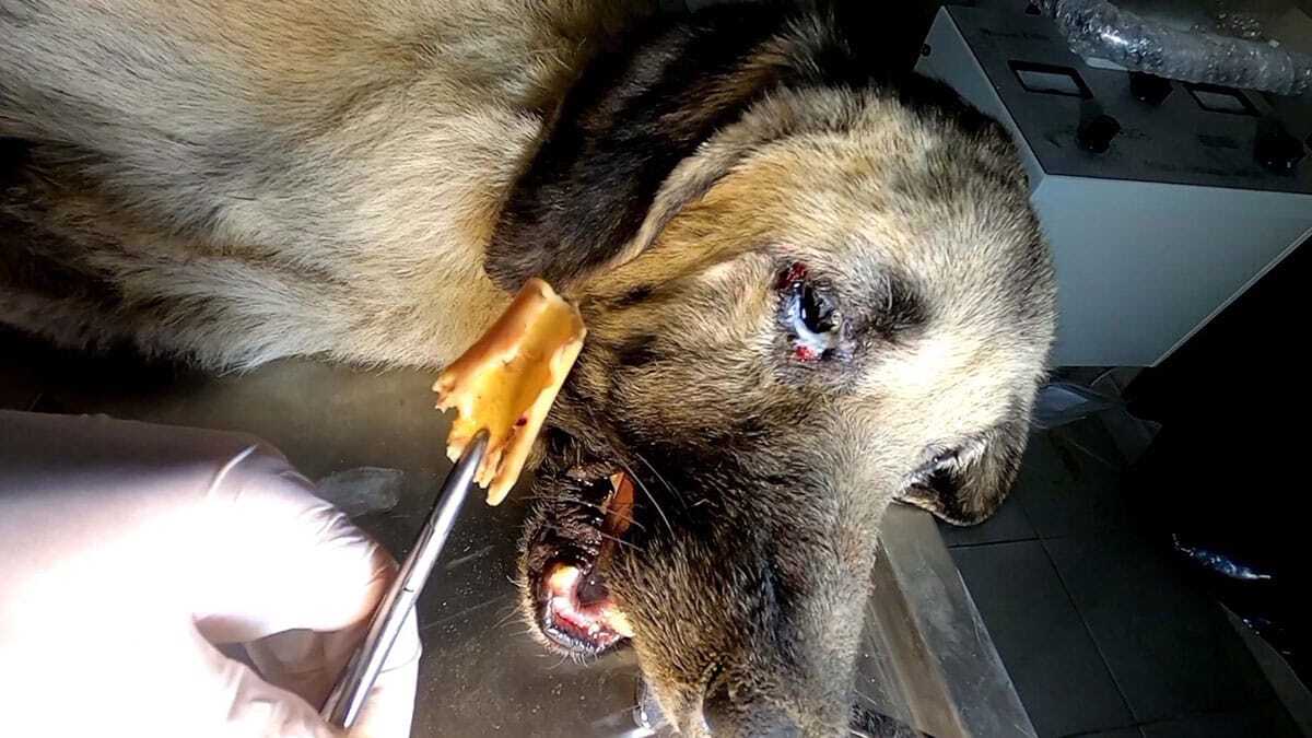 Sokak köpeğinin boğazına kemik saplandı