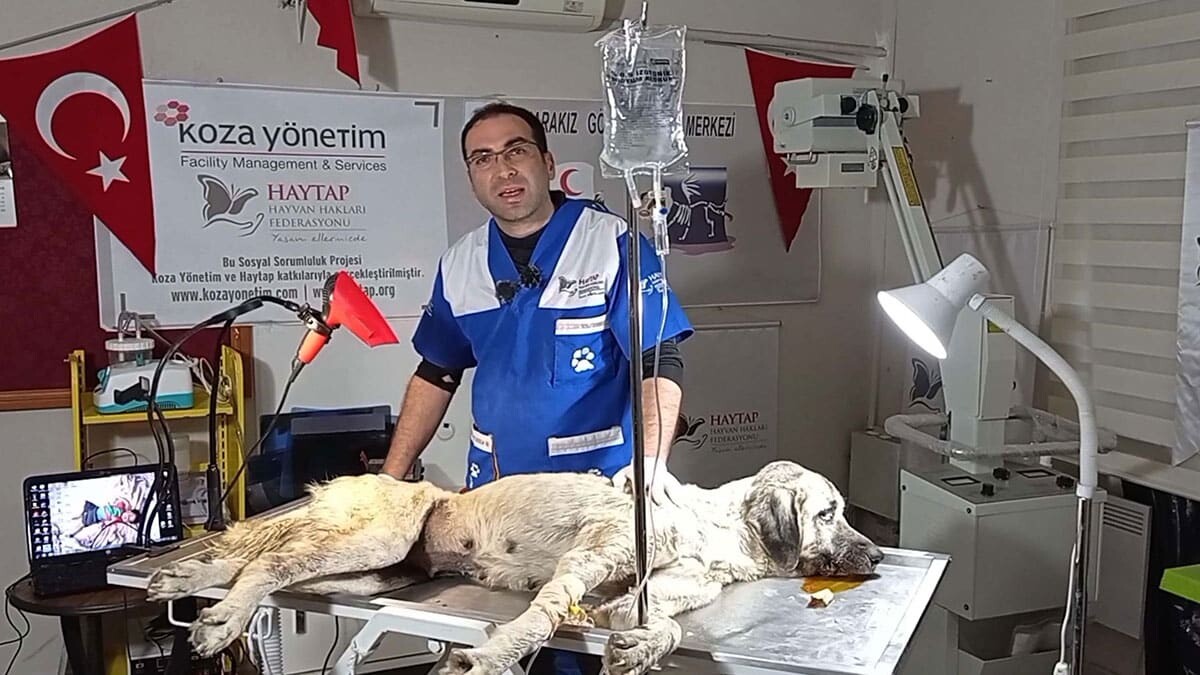 Sokak köpeğinin boğazına kemik saplandı