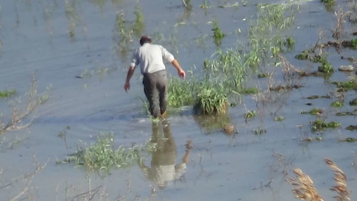 Ispanaklar sular altında kaldı; kilosu 8 liraya çıktı