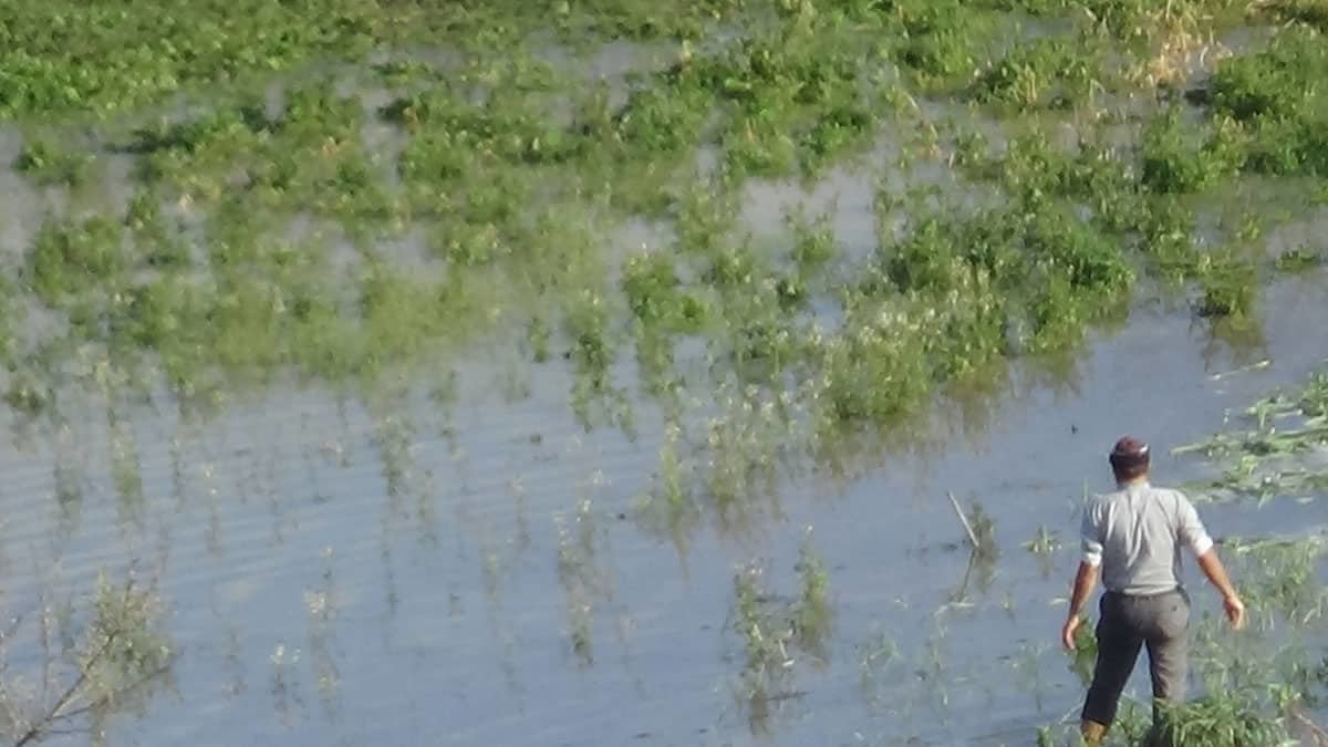 Ispanaklar sular altında kaldı; kilosu 8 liraya çıktı