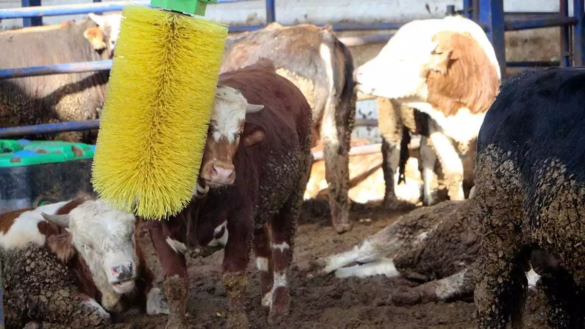 Çiftliğinde, avrupa standartlarında büyükbaş yetiştiriyor