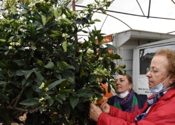 Demre'de portakal ağaçları çiçek açtı