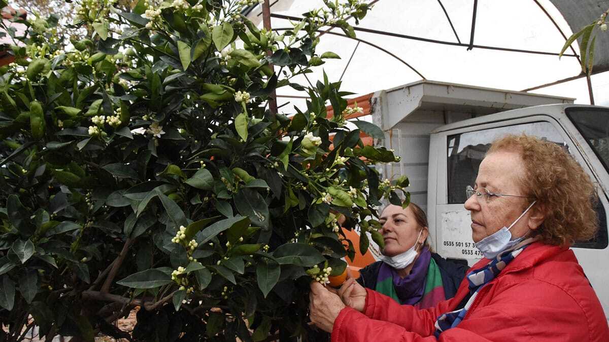 Demre'de portakal ağaçları çiçek açtı