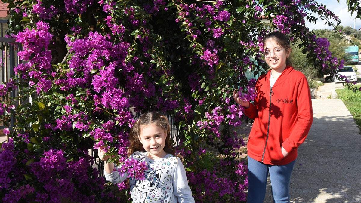 Demre'de portakal ağaçları çiçek açtı