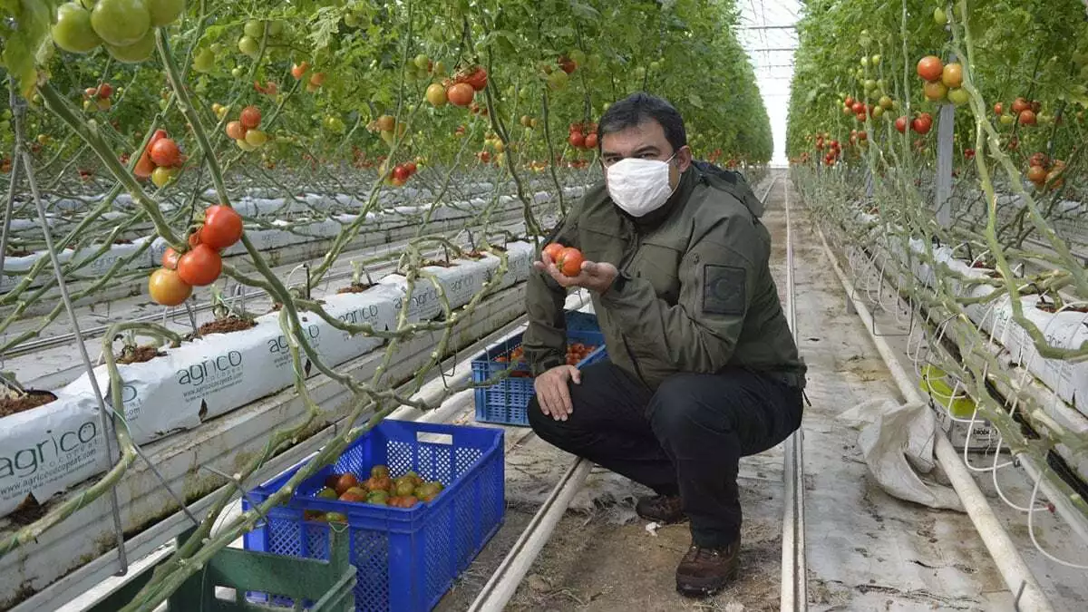 Jeotermal kaynaklarla 33 serada domates üretilecek