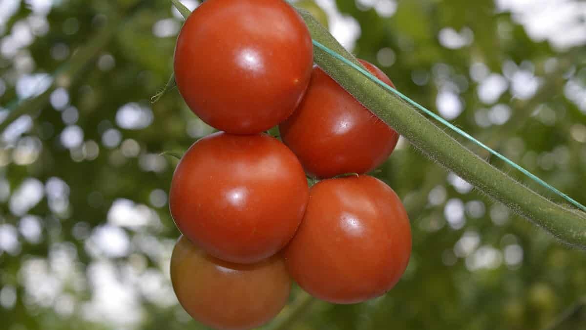 Jeotermal kaynaklarla 33 serada domates üretilecek