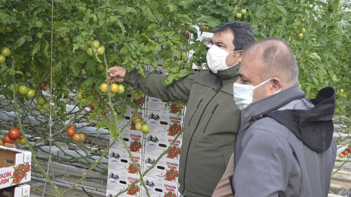 Eksi 30'ları gören Diyadin Tarıma Dayalı İhtisas Sera Organize Sanayi Bölgesi'nde, jeotermal kaynaklarla 33 serada domates üretilecek.