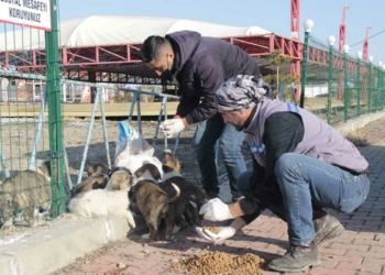 Sokak hayvanları için mama ve su bırakıldı