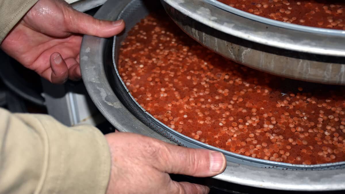 1998 yılından beri alabalık ve somon balığı tesisi bulunan Orhan Çakırer, fotoperiyot ile havuzlardaki balıkların yumurta verimini ikiye katladı.