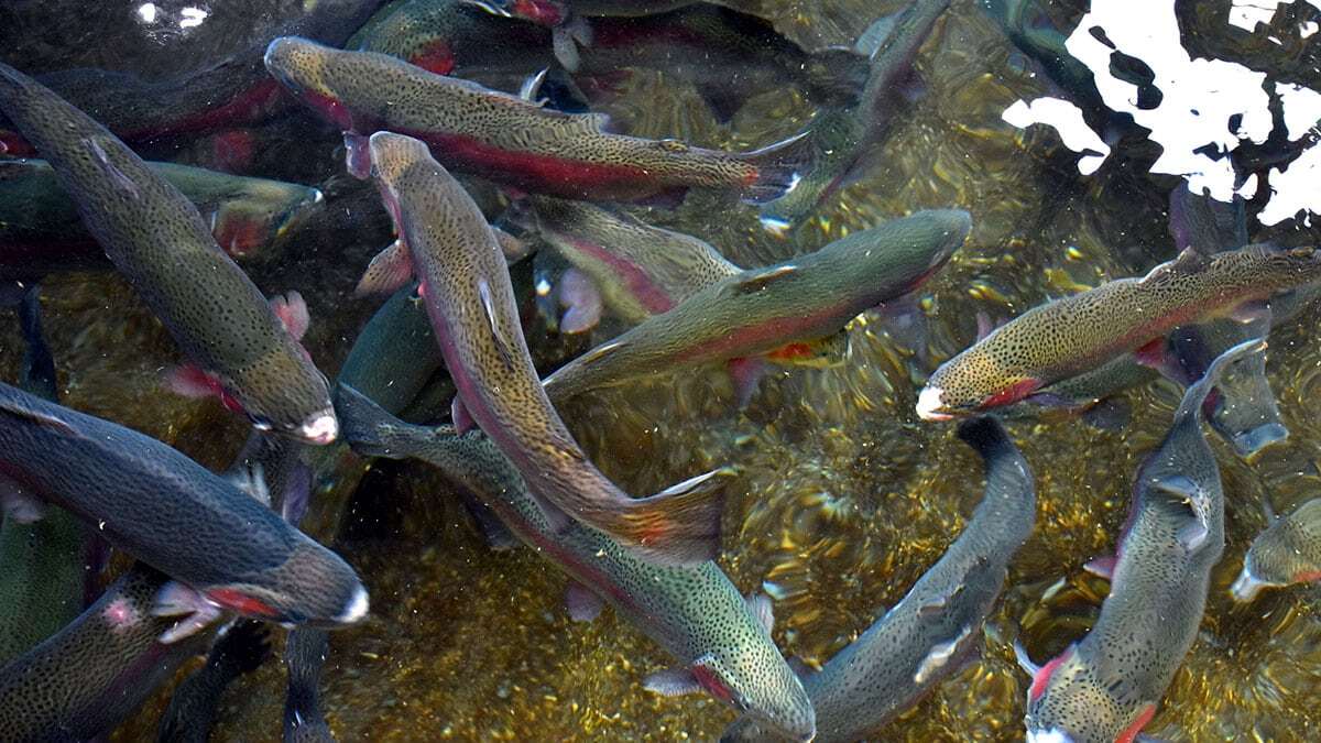 Fotoperiyot ile yumurta üretimini ikiye katladı