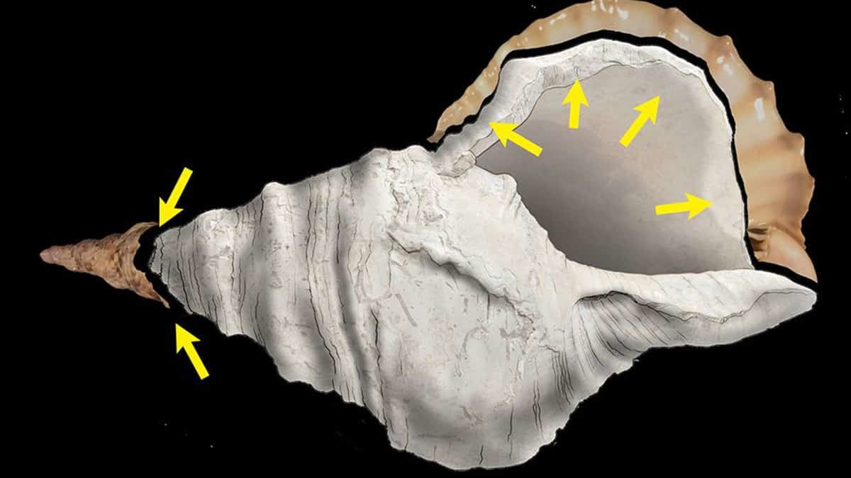 17 bin yıllık müzik aleti olan deniz kabuğu yeniden ses verdi