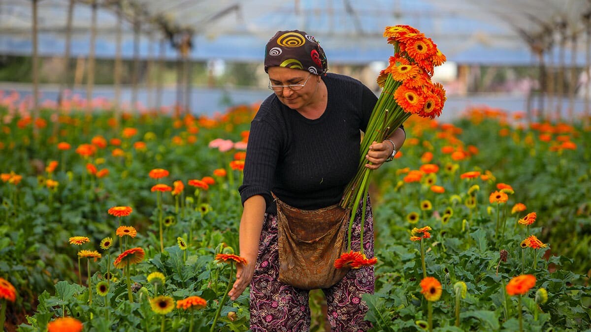 Türkiye'nin önemli kesme çiçek üretim merkezlerinden Antalya'da üreticiler 14 Şubat Sevgililer Günü'ne odaklandı.