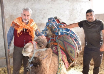 Yılda bir kez deve güreşi yapılsın