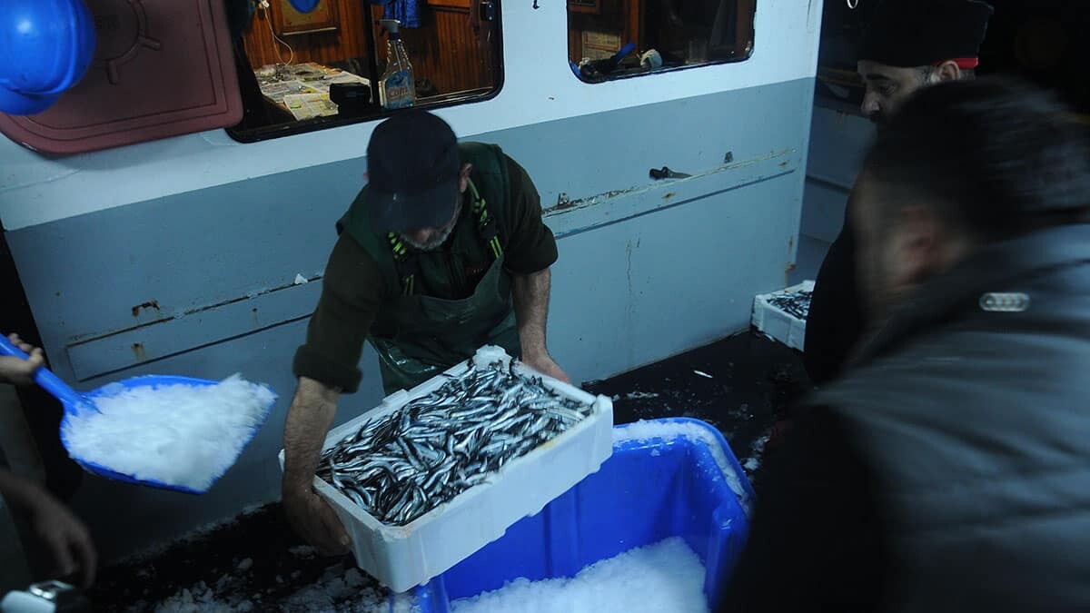 Hamsi avlama yasağı esnetildi, tekneler tonlarca balıkla döndü