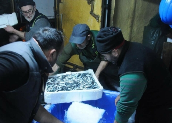 Hamsi avlama yasağı esnetildi, tekneler tonlarca balıkla döndü
