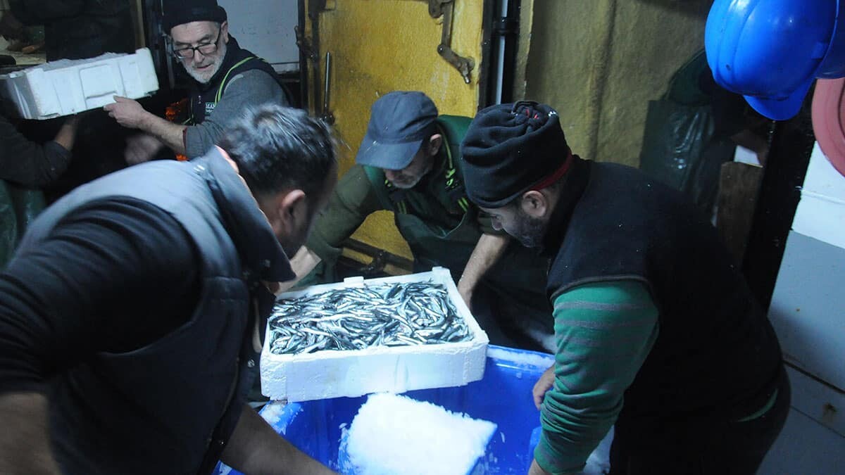 Hamsi avlama yasağı esnetildi, tekneler tonlarca balıkla döndü