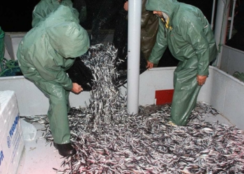 Hamsinin fiyatı tezgahta 3'e katlanıyor