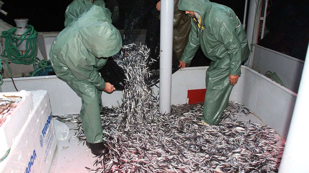 Hamsinin fiyatı tezgahta 3'e katlanıyor