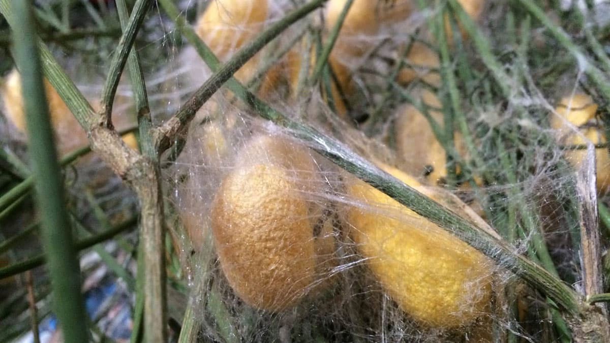 Hatay’da geçmişi uzun yıllara dayanan ipek böceği yetiştiriciliği ve ipek dokumacılığı, Defne Belediyesi tarafından açılan Koza Evi’nde yaşatılıyor.