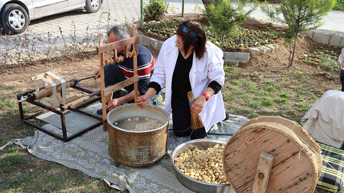 Bölgede, geçmişte yaygın olarak yetiştirilen fakat sürdürülemediği için nesli tükenme tehlikesiyle karşı karşıya olan ve ‘Hatay Sarısı’ olarak adlandırılan sarı kozanın sayısı her geçen gün artıyor.