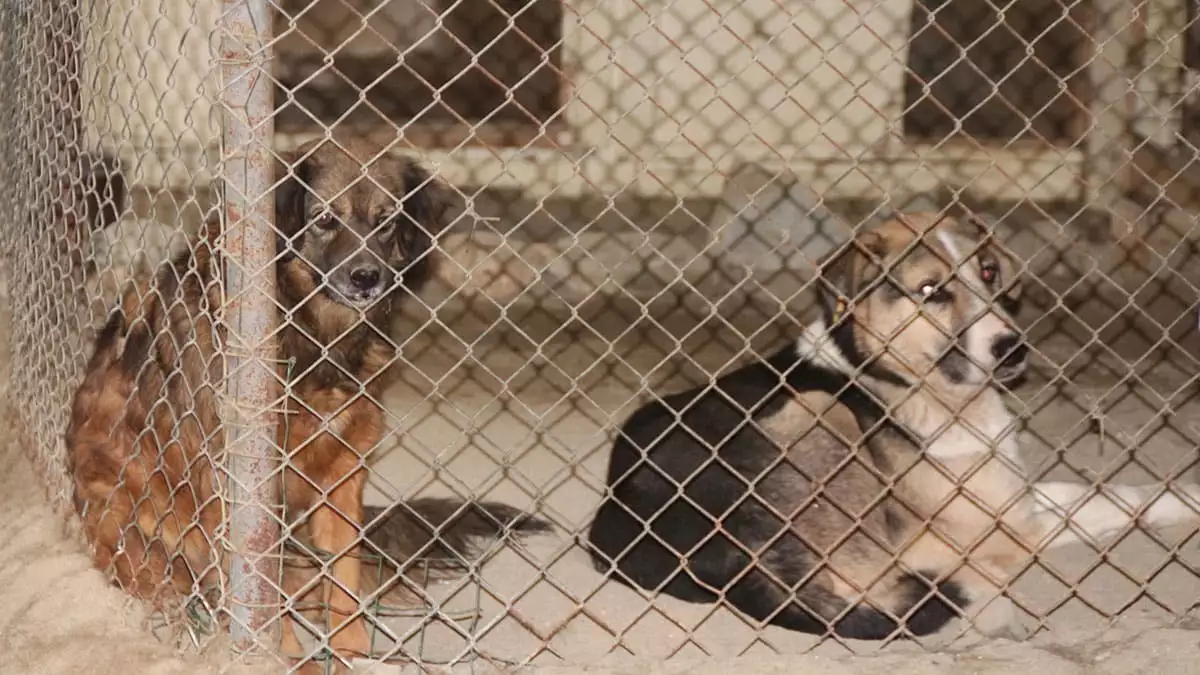 Rize’nin i̇kizdere ilçesinde belediye meclis kararı ile evcil hayvan satışı yasaklandı. Belediyenin aldığı karar yapılan meclis toplantısında kabul edildi.