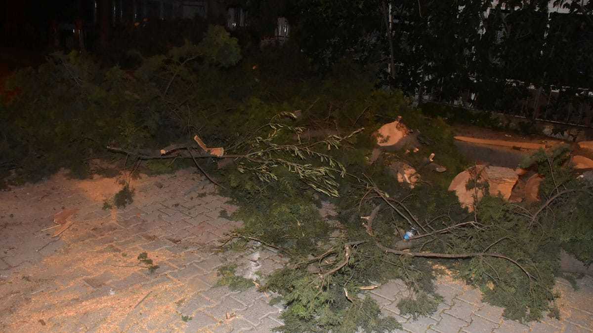 Fırtına uyarısının ardından teyakkuza geçen Büyükşehir Belediyesi ekipleri, birçok bölgede devrilen ağaçlara müdahalede bulundu.
