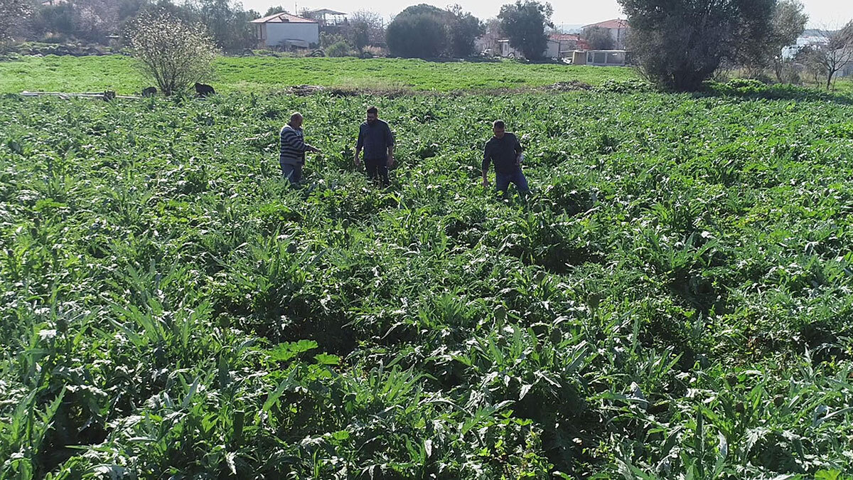 Karaciğer dostu enginar hasadı başladı