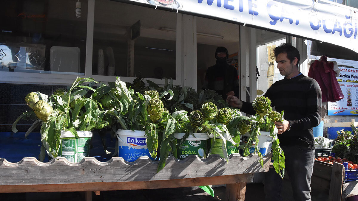 Karaciğer dostu enginar hasadı başladı