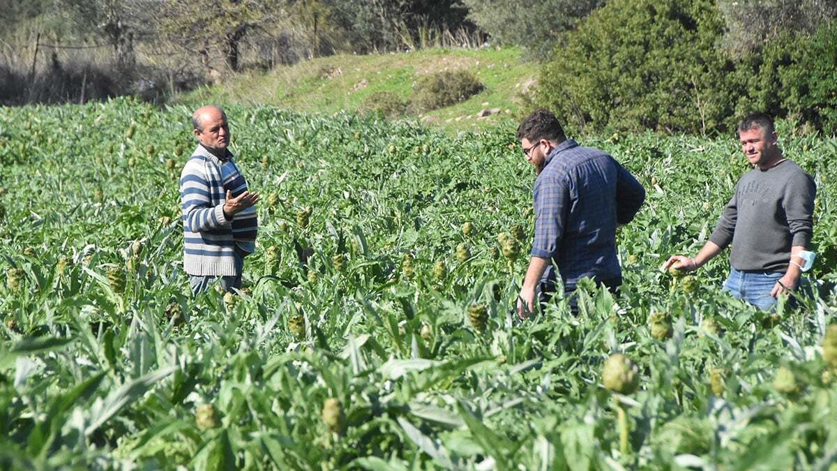 Türkiye'deki üretimin yüzde 35'inin karşılandığı İzmir'de pandemiden ve selden olumsuz etkilenen karaciğer dostu enginar hasadı başladı.