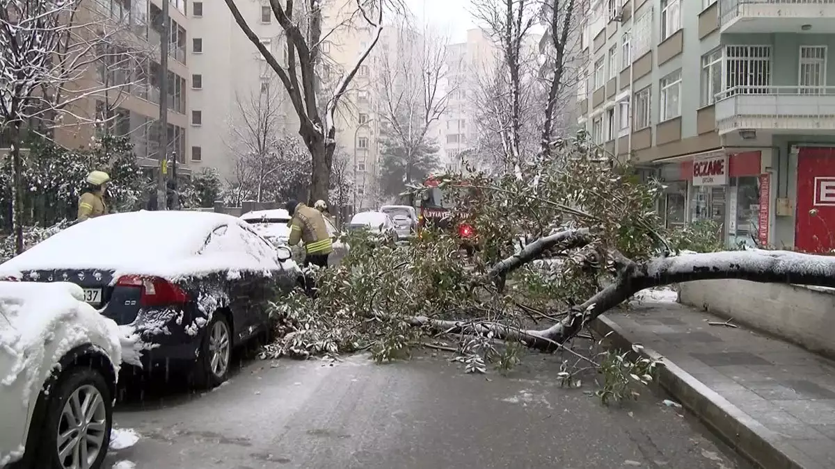 Kadıköy'de 2 otomobilin üzerine ağaç devrildi