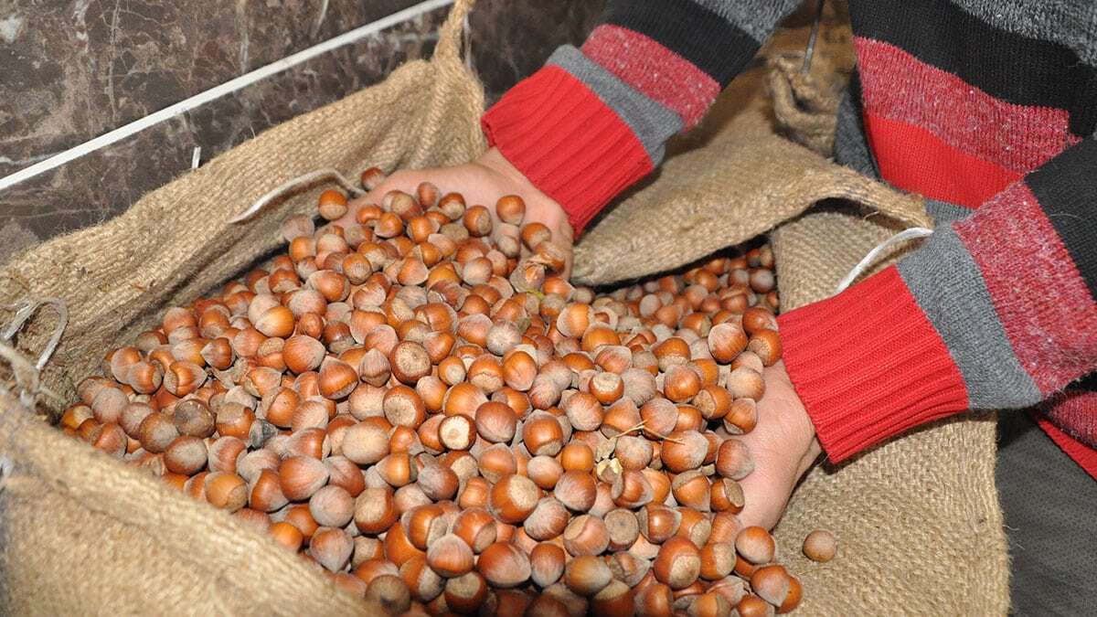 Fındık yağı, 20'yi aşkın ülkeye ihraç ediliyor