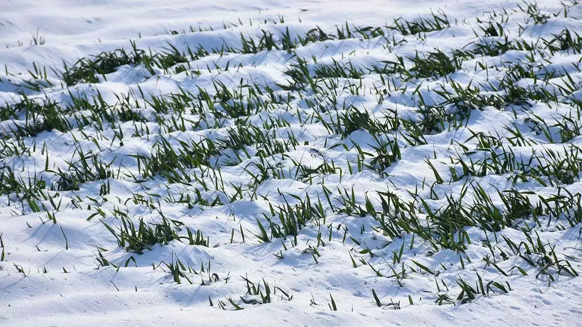Kar buğday üreticisini sevindirdi