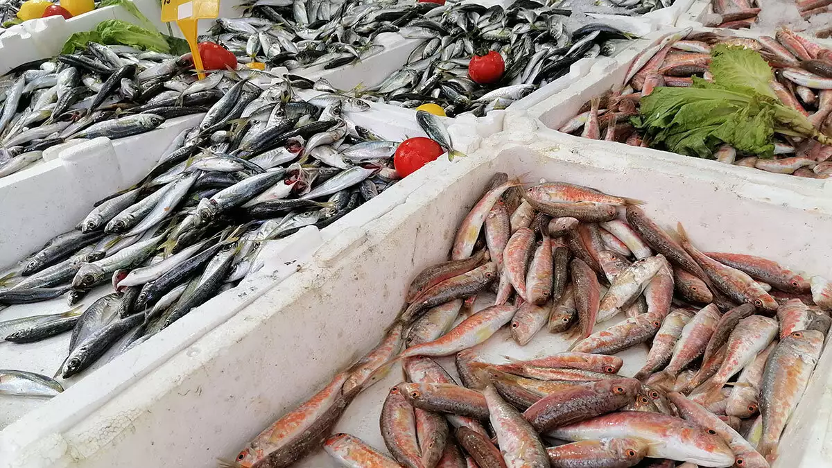 Karadeniz'de bu yıl sonbahar ve kış döneminde hava sıcaklıklarının mevsim normallerinin üzerinde seyretmesi deniz suyu sıcaklığının da beklenen seviyeye düşmesine engel oldu.