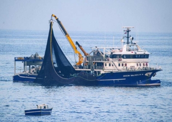 16 ülkeye 208 ton hamsi ihracatı yapıldı