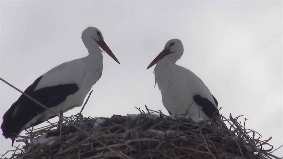 Leylekler kar altındaki yuvalarına yerleşti