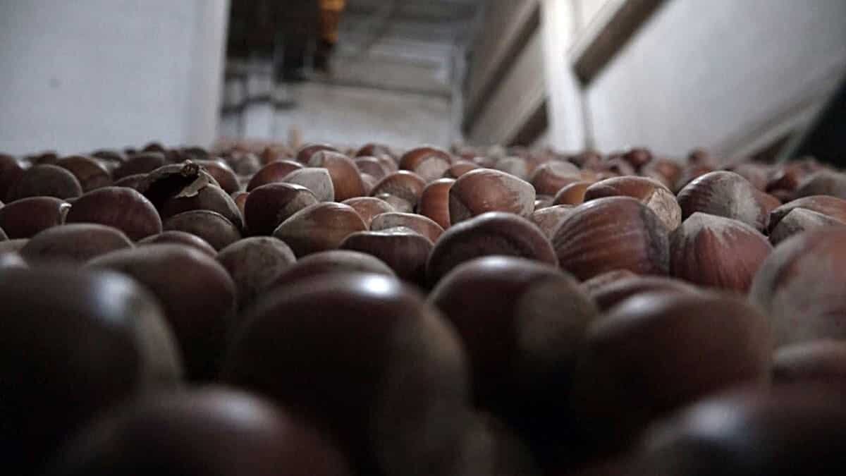 Koronavirüs fındık fiyatlarını etkiledi