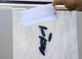 Kuraklık sivrisinek popülasyonunu artırdı