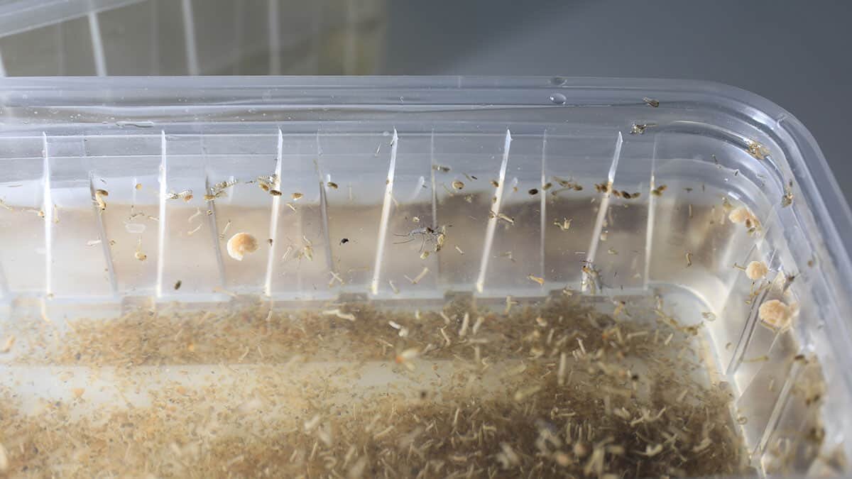 Kuraklık sivrisinek popülasyonunu artırdı