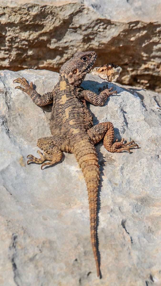 Mevsim normallerinin üzerinde seyreden hava sıcaklıkları nedeniyle, küresel ısınma sürüngenlerin üreme dönemi değiştirdi.