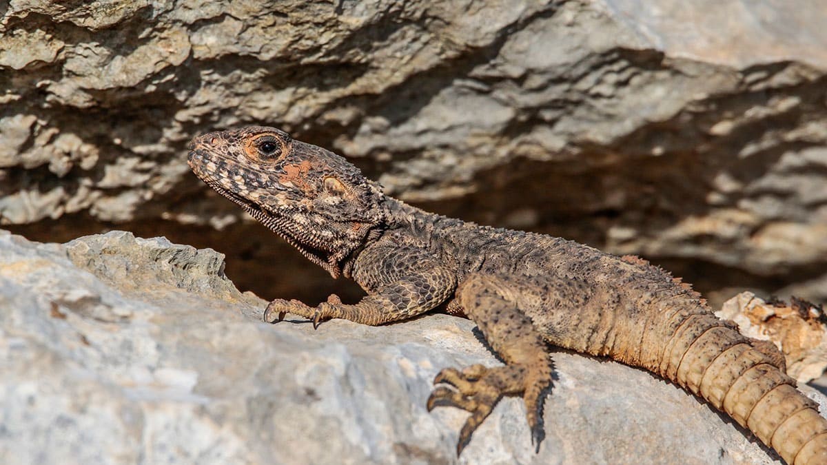 Sürüngenlerin üreme dönemi değişti