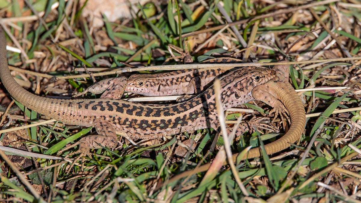 Sürüngenlerin üreme dönemi değişti